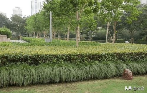 園林綠化施工中要注意的事項(xiàng)