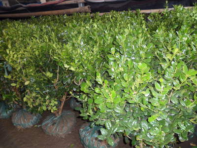 【無(wú)刺構(gòu)骨球】冠幅60cm 價(jià)格26.00元/棵 100棵起批