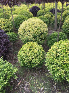 基地直供私家花園景觀造型綠化苗木、園林綠化工程施工