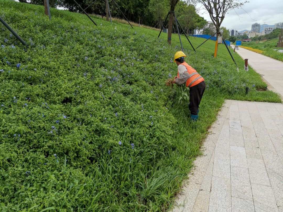 承接北京綠化養(yǎng)護(hù)園林工程綠植養(yǎng)護(hù)