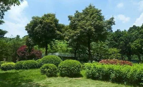 子彈被射中,嵌在樹上 20年后,它殺死了目標 網(wǎng)友說不敢相信 網(wǎng)易訂閱