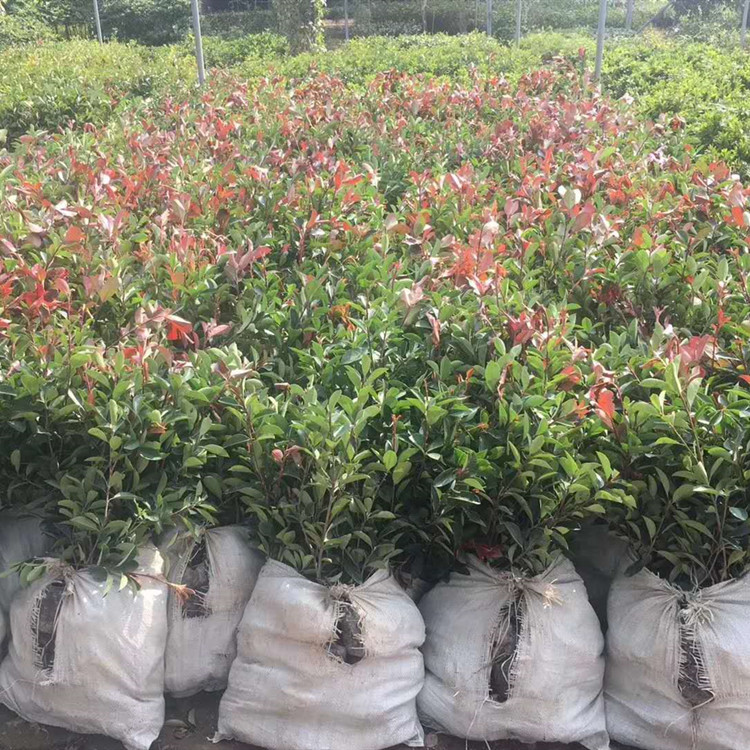 武漢?？祱@林 石楠樹苗 紅葉石楠樹苗木工地小區(qū)籬笆綠化100盆