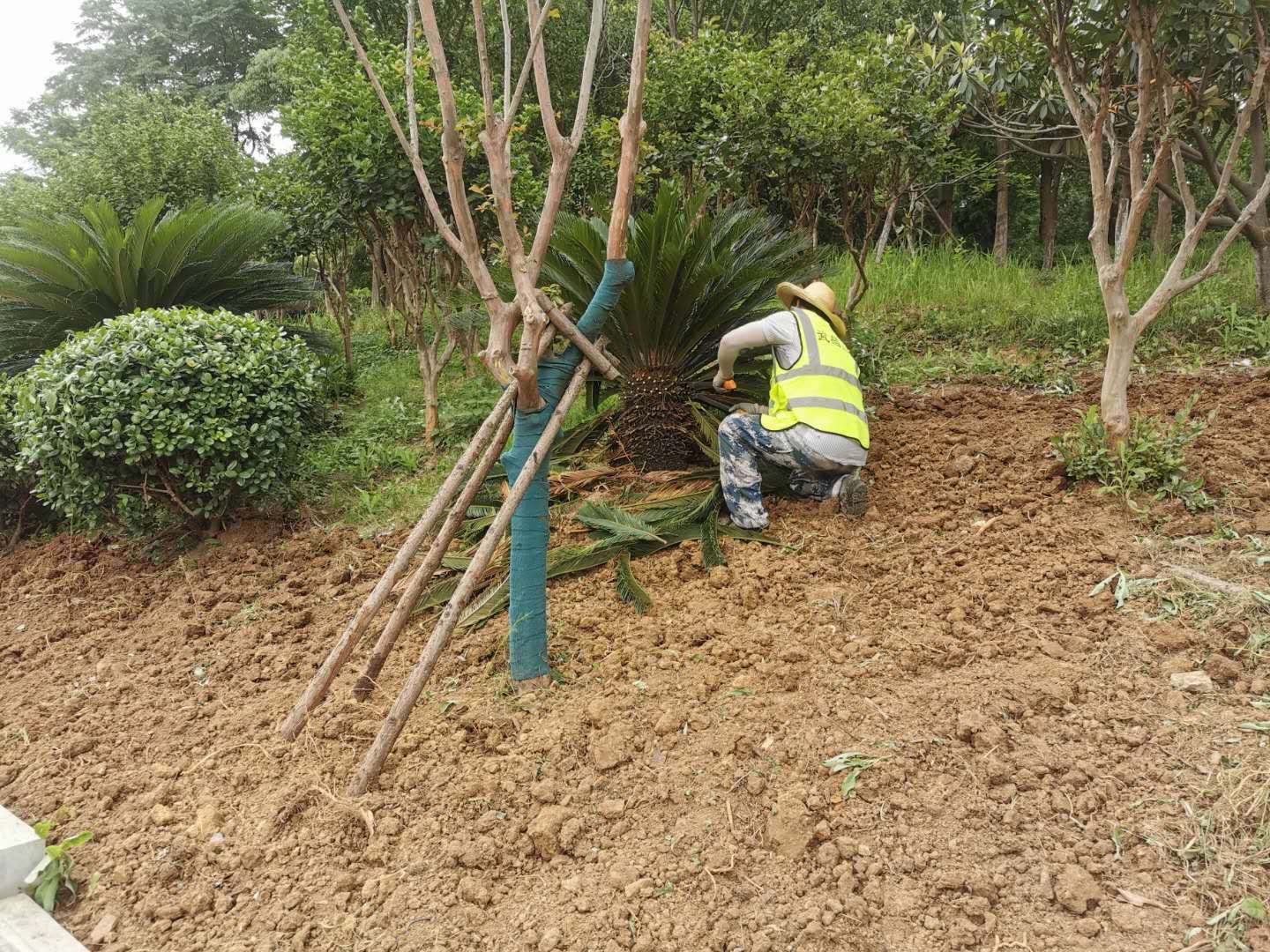 涼州區(qū)住建局綠化項(xiàng)目施工現(xiàn)場(chǎng)