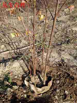 自家苗木承攬名勝古跡美化工程青扦營(yíng)養(yǎng)杯苗_供應(yīng)信息_金農(nóng)網(wǎng)